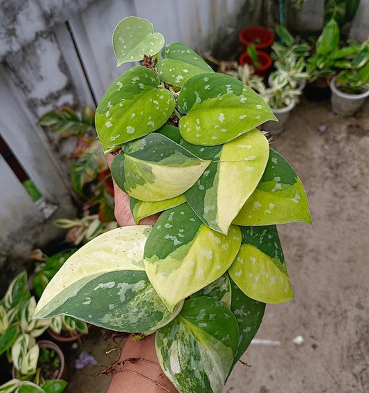 Scindapsus Sentarum Variegate Real Picture Rare Plant Flower Seeds for Home and Garden