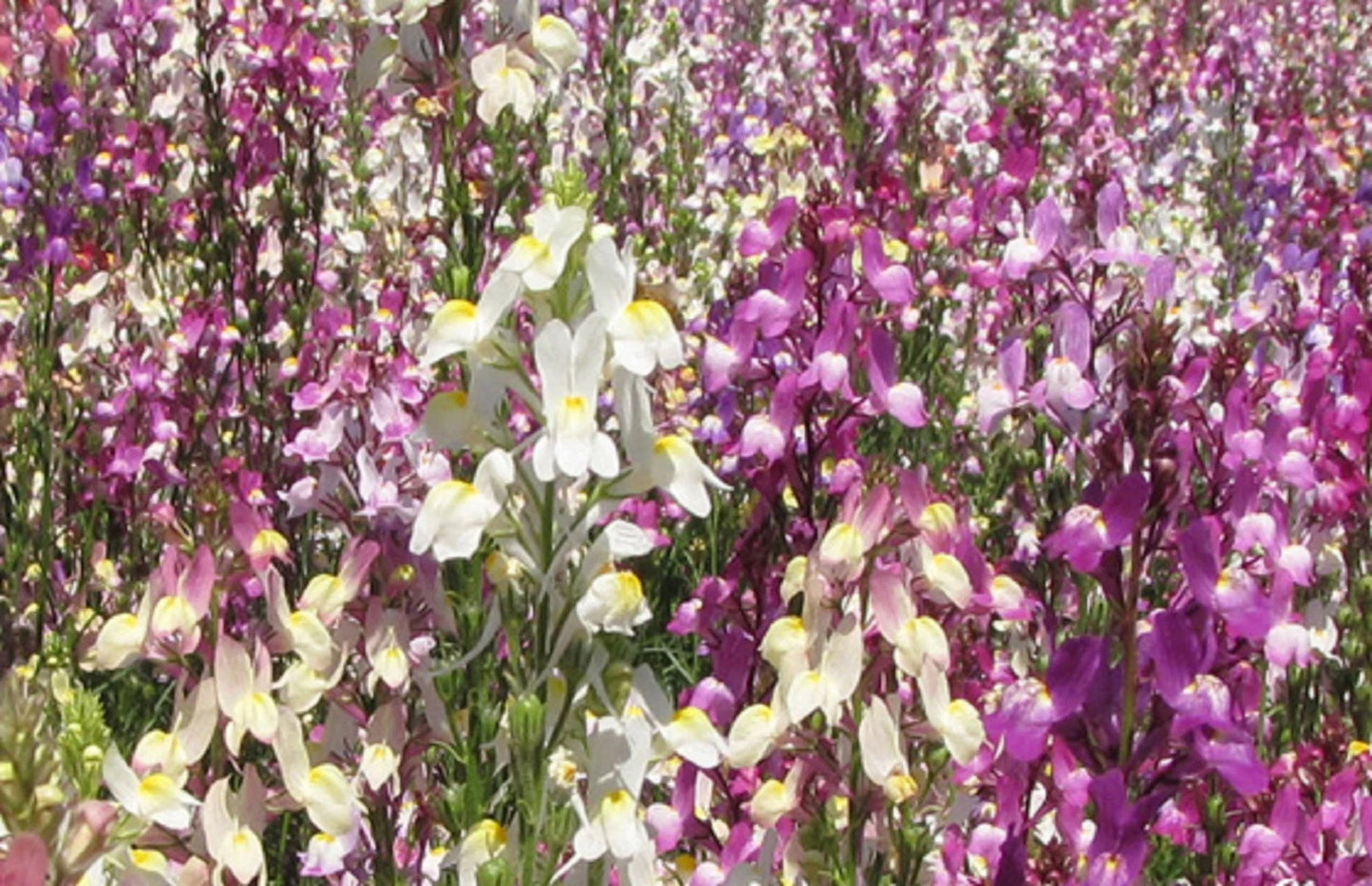 Spurred Snapdragon Flower Seeds Bulk – Flower Seeds Perennial