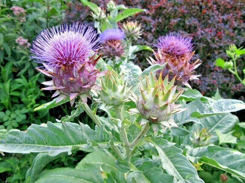Cardoon Cynara Cardunculus Hardy Perennial Vegetable Seeds