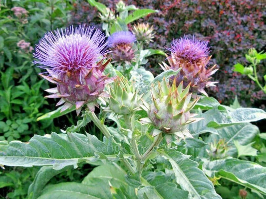 Cardoon Cynara Cardunculus Hardy Perennial Vegetable Seeds