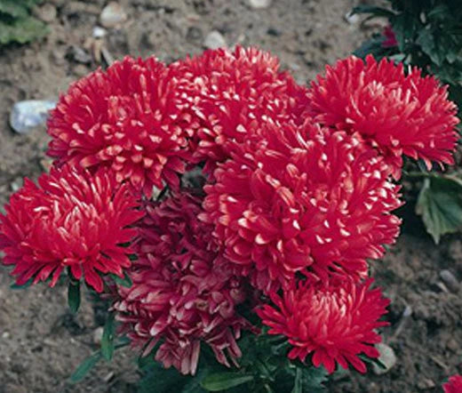 Aster Milady Scarlet Red Dwarf Callistephus Chinensis – Compact Garden Flower Seeds