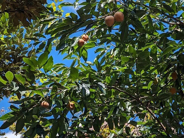 Japanese Persimmon Diospyros Kaki Hardy Fruit Tree Seeds