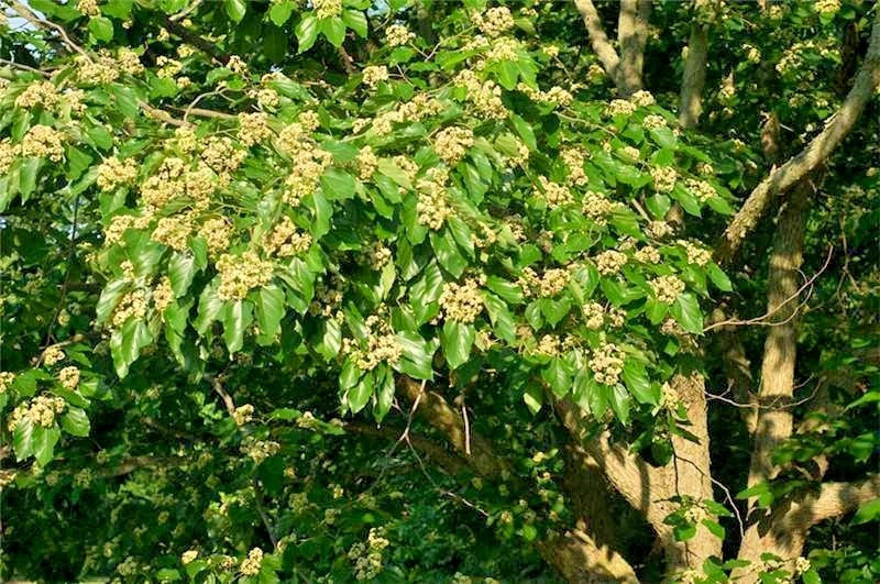 Japanese Raisin Tree Hovenia Dulcis – Fruit Tree Seeds