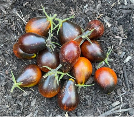 Blue Keyes Tomato Solanum Lycopersicum Hardy Vegetable Garden Seeds