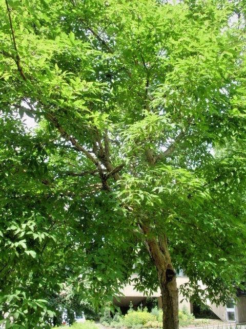 Three Flower Maple Acer Trifolium Ornamental Tree Seeds