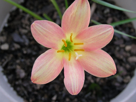 Rain Lily Zephyranthes Eastern Pearl 1 Bulb New Habranthus