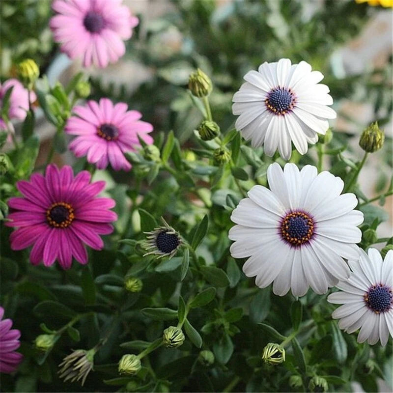 African Daisy Seeds Osteospermum Mix Colors Hybrid Perennial Flower Seeds - Flower Seeds