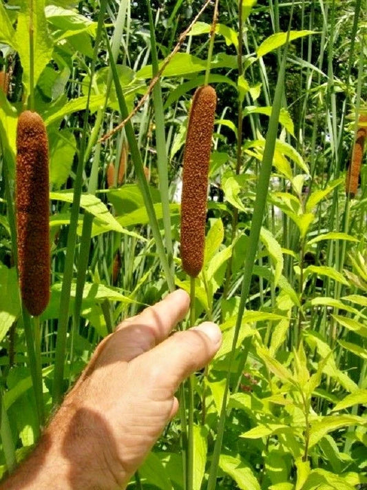 Narrow Leaf Cattail Typha Augustifolia Aquatic Perennial Seeds