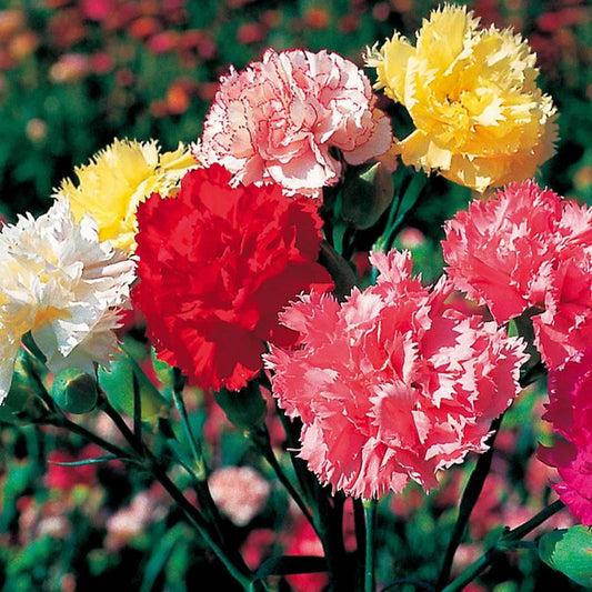 Carnation – Perennial Garden Flower Seeds