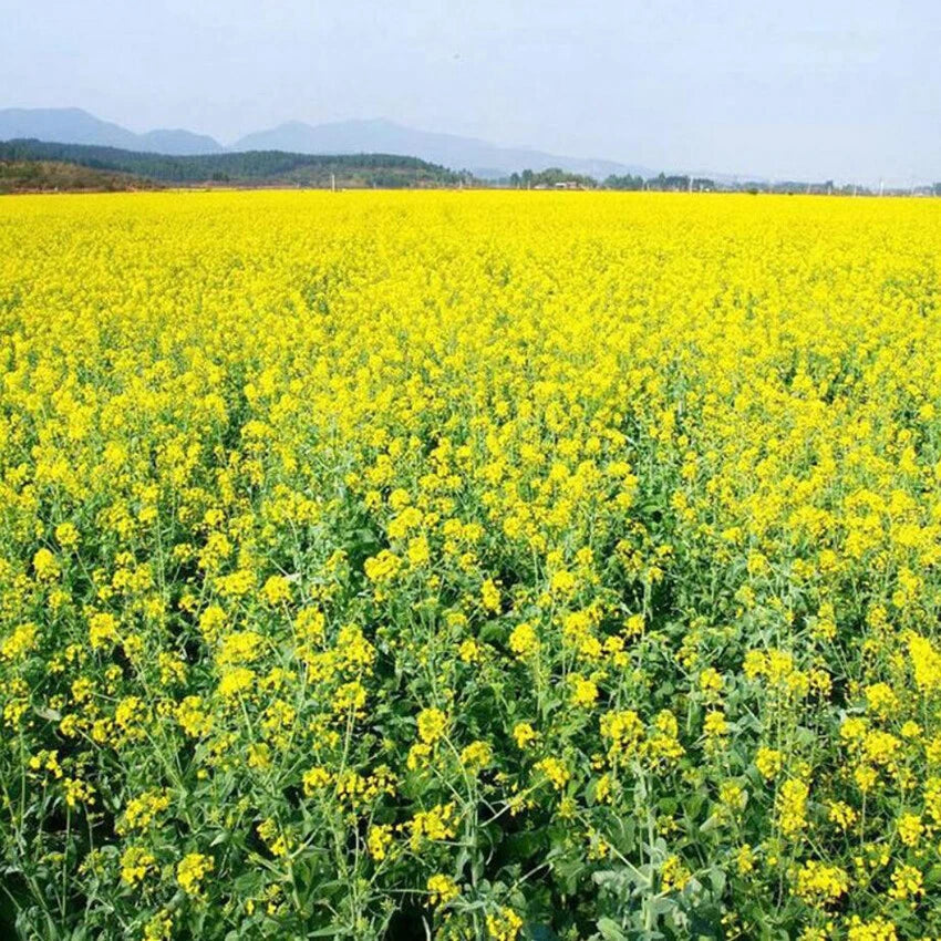 Canola Rapeseed Brassica Napus – Edible Flower Seeds