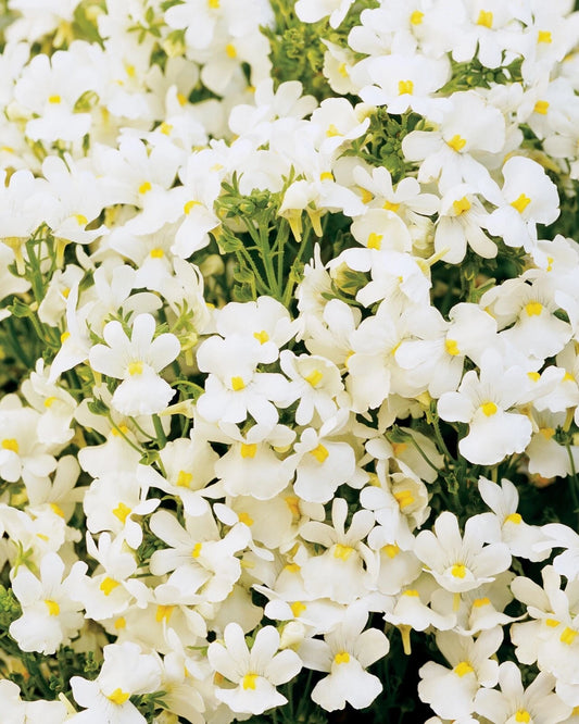 Nemesia Poetry Innocense White Perennial Cape Snapdragon Flower Seeds