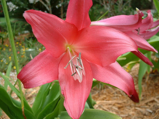 Crinum Lily Clawed Large Blooming-size Bulb New - Flower Seeds