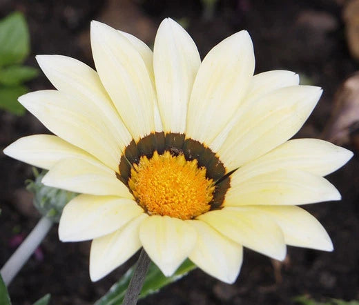 Gazania Garden Leader White Gazania Rigens – Colorful Garden Flower Seeds