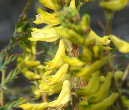 Corydalis Cheilanthifolia – Hardy Ferny Flower Seeds