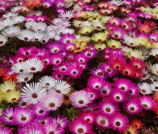 Ice Plant Dorotheanthus Bellidiformis – Colorful Garden Flower Seeds