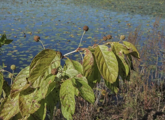 Buttonbush Cephalanthus Occidentalis Aquatic Flower Seeds
