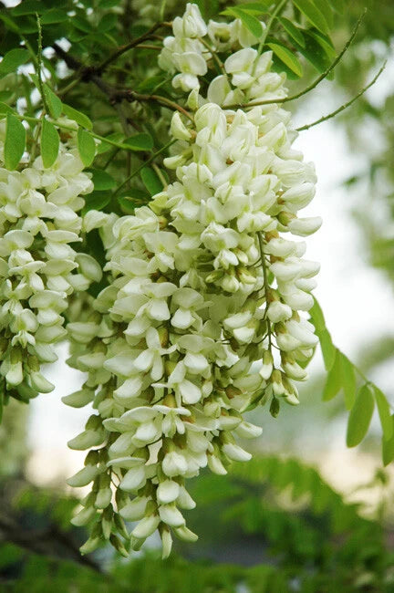 Robinia Pseudoacacia Fragrant Black Locust Tree Seeds