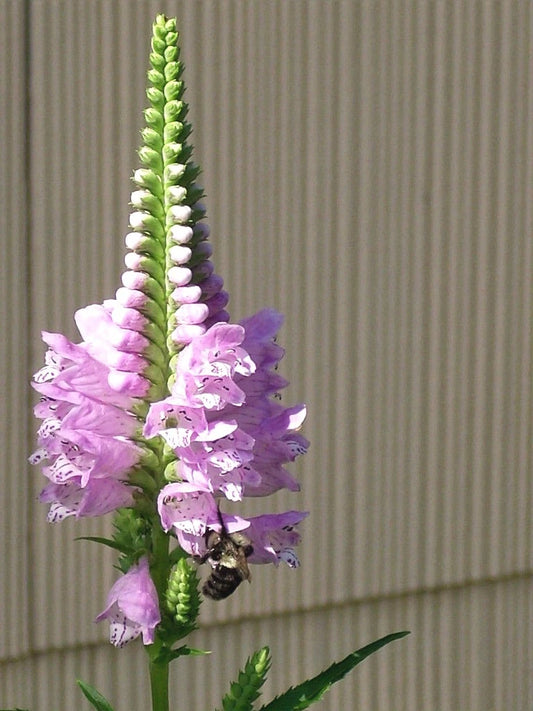 Obedient Plant Physostegia Virginiana Colorful Perennial Flower Seeds