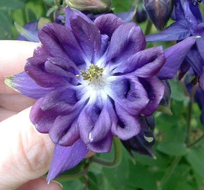 Tower Dark Blue Columbine Aquilegia Vulgaris Perennial Flower Seeds