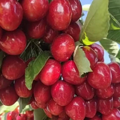 CHERRY SEEDS SWEET EDIBLE FRUIT Native Tree - Fruit Seeds