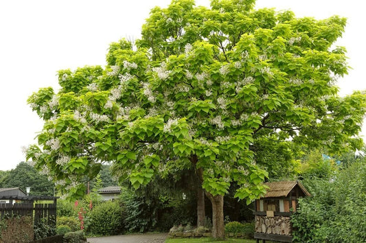 Catalpa Tree Catalpa Speciosa Flowering Tree Seeds