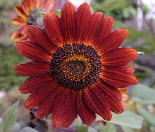 Sunflower Velvet Queen Helianthus Annuus – Hardy Garden Flower Seeds