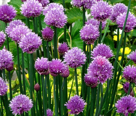 Chives Allium Schoenoprasum – Herb Garden Seeds