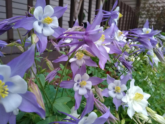 Michigan Columbine – Colorful Perennial Flower Seeds