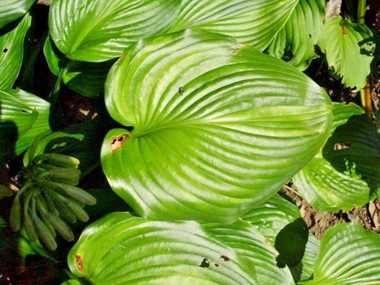 Permanent Wave Hosta – Shade Perennial Garden Flower Seeds