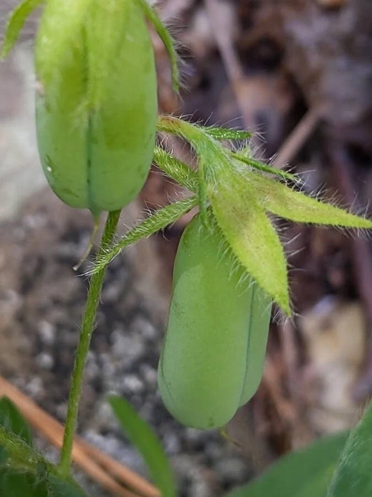 Rattlebox Crotalaria Sagittalis – Colorful Garden Flower Seeds
