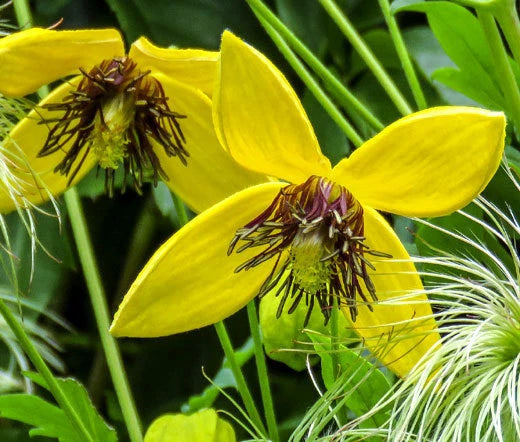 Clematis Golden Clematis Tangutica Aztek – Climbing Garden Flower Seeds