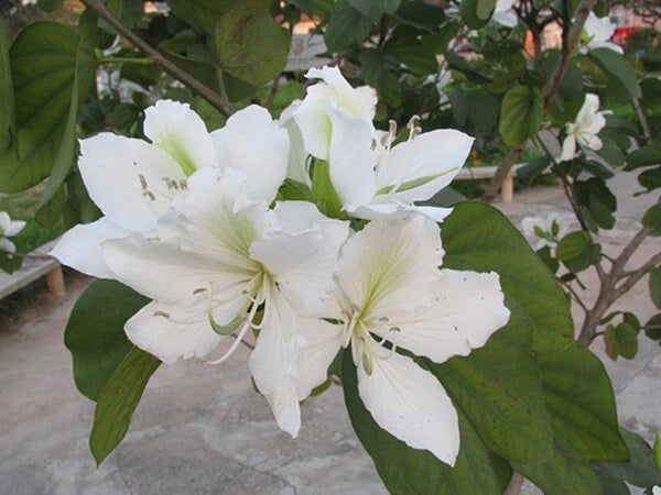 Bauhinia Alba Flower Seeds for Planting