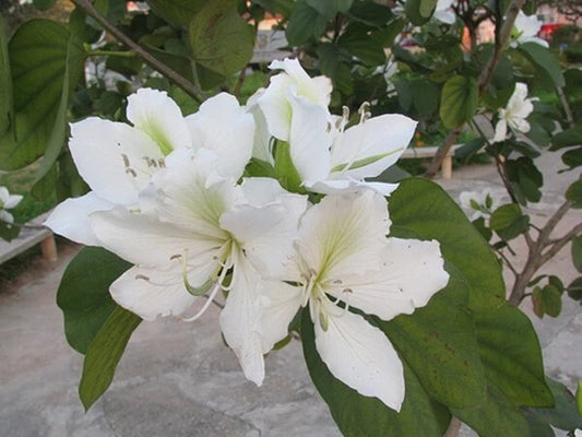 Bauhinia Alba Flower Seeds for Planting