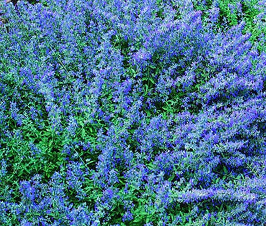 Catmint Blue Nepeta Mussinii – Fragrant Garden Flower Seeds