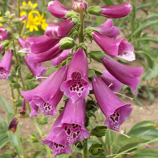 Mixed Foxglove Digitalis – Colorful Wildflower Garden Seeds