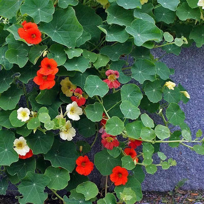 Jewel Nasturtium Tropaeolum Majus – Colorful Garden Flower Seeds