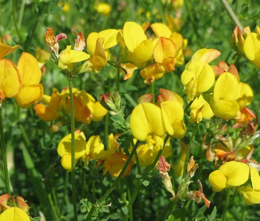 Bird’s Foot Trefoil Lotus Corniculatus – Nitrogen Fixing Garden Flower Seeds