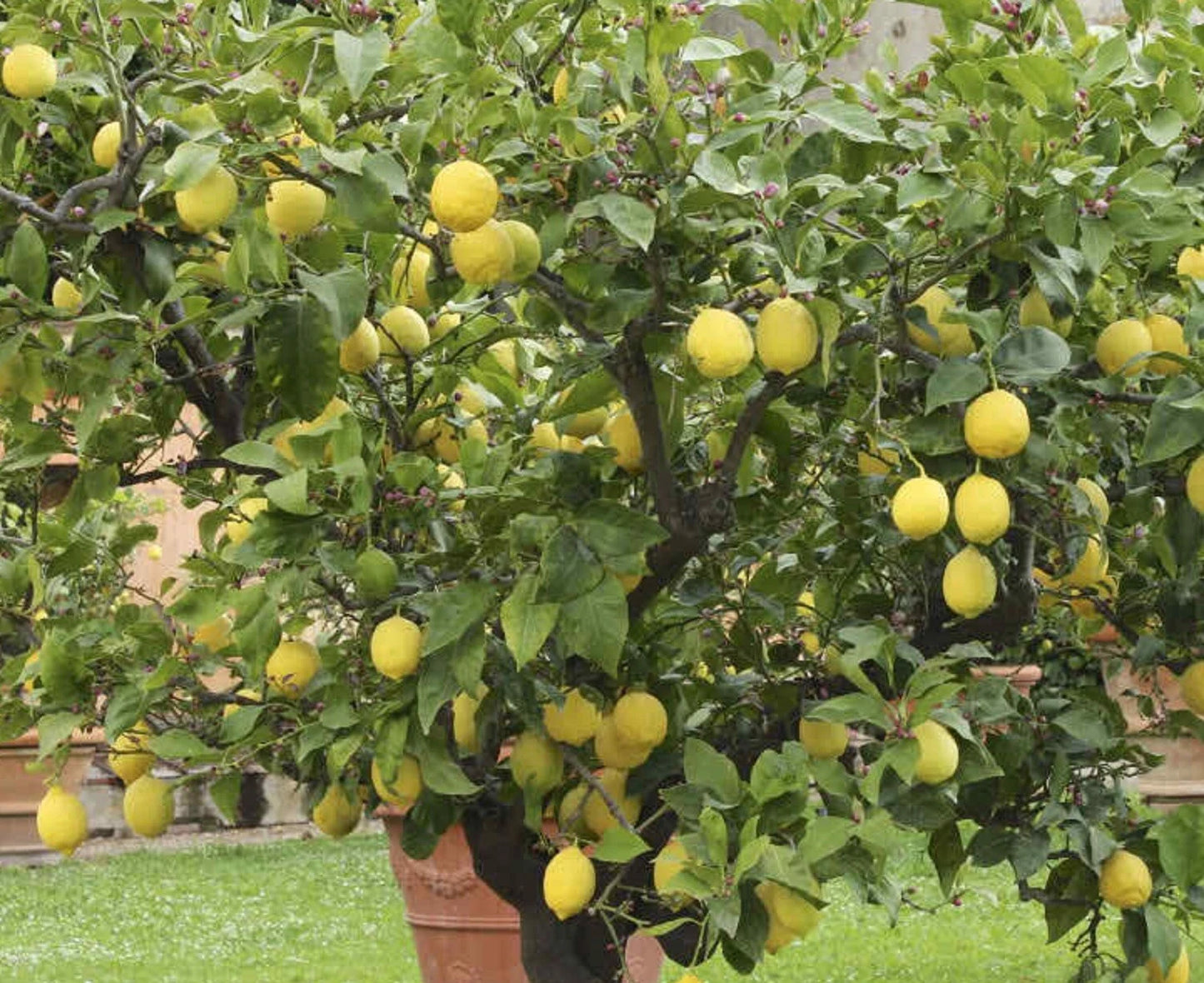 Citron Citrus Medica – Fragrant Evergreen Fruit Tree Seeds