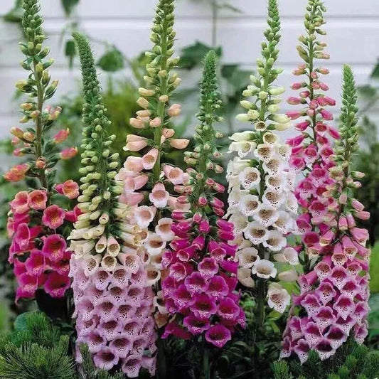 Foxglove Digitalis – Colorful Garden Flower Seeds