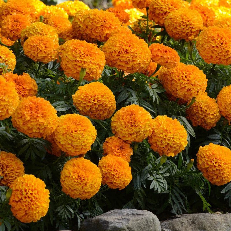 Marigold Dwarf Double Mix – Colorful Garden Flower Seeds