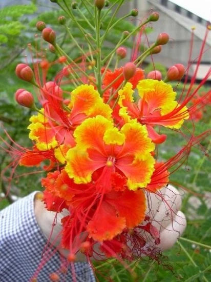 Caesalpinia Pulcherrima Barbados Flowering Shrub Tree Seeds