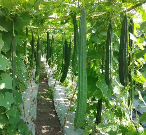 Smooth or Ridged gourdsAngled LuffaChinese OkraSponge gourdsLuffa Seeds - Flower Seeds