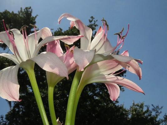 Crinum Lily Pink Perfume Small-size Bulb New Fragrant - Flower Seeds
