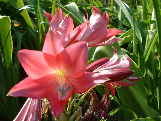 Crinum Lily Clawed Large Blooming-size Bulb New - Flower Seeds