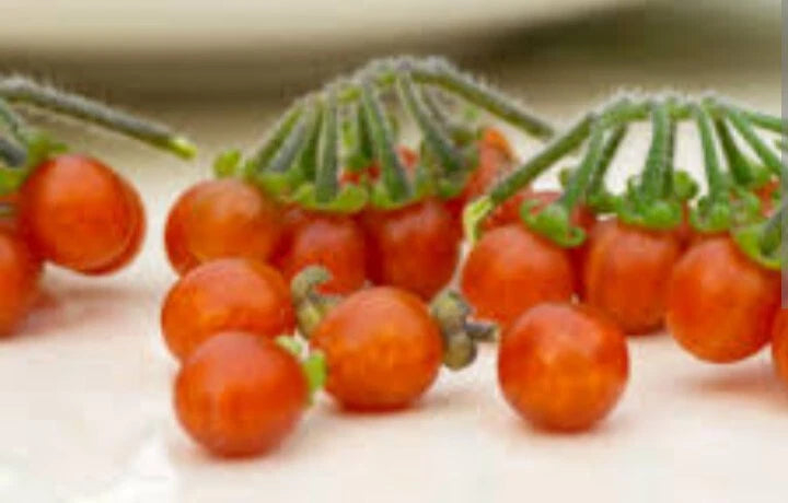 Orange Otricoli Berry – Fruit Garden Seeds