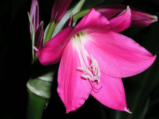 Crinum Lily Rose – Garden Flower Seeds for Planting