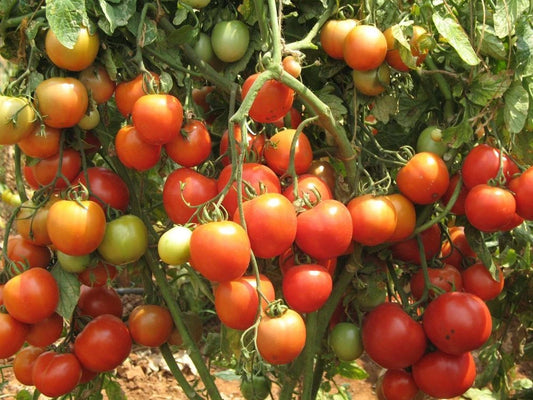 Floradade Tomato – Classic Red Vegetable Seeds