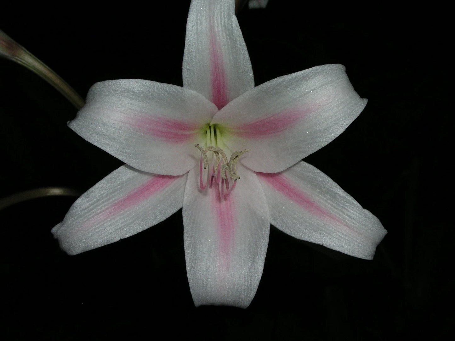 Crinum Lily Herbertii – Garden Herb Seeds