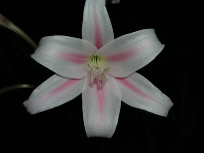 Crinum Lily Herbertii – Garden Herb Seeds