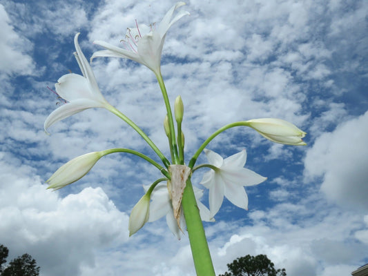 Crinum Lily Johns – Garden Flower Seeds for Planting